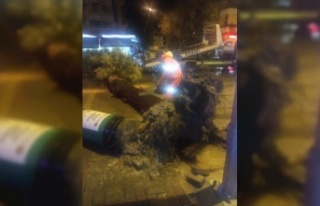 Alanya’da yağış ve rüzgarın etkisiyle sökülen...