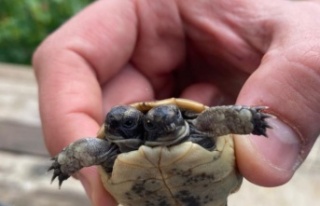 Antalya'da çift başlı kaplumbağaya özel...