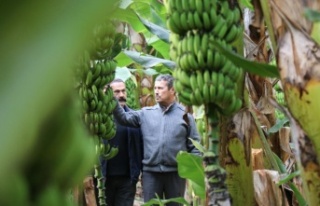 Bir zamanlar et fiyatıyla yarışıyordu, şimdi...