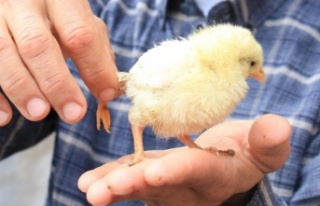 Bu da 3 ayaklı civciv: 10 katı fiyat teklifi geldi