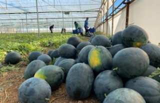 Kilosu 10 liradan satılan kış karpuzu, aşeren...