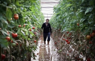 Kumluca’da çiftçilerin selden zarar gören ürünlerini...