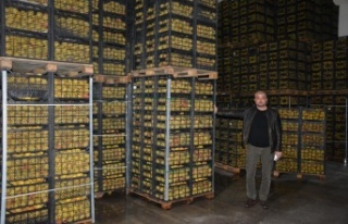 Romanya, Makedonya ve Ukrayna’ya ayva ve karyağdı...