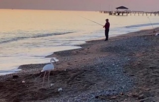 Sürüden ayrılan flamingo sahile indi