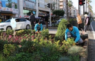 Alanya kışlık mevsimlik çiçeklerle donatılıyor
