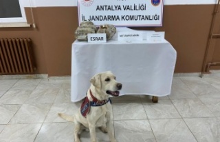 Uyuşturucu taciri, hassas burun Elyaf’a takıldı