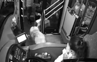 Yağmurdan kaçarak halk otobüsüne sığınan köpek...