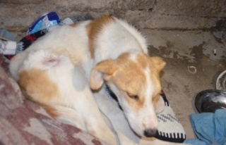 Yaralı köpeğe temizlik görevlisi sahip çıktı