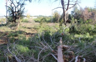 Yeni mezar yeri açmak için ağaçları kesip, eski...