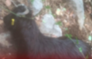 Alanya’da kurtlar 18 keçiyi telef etti