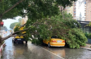 Antalya'da fırtınaya dayanamayan Benjamin ağacı...