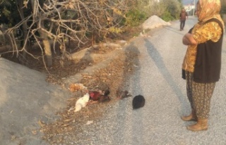 Başıboş köpeklerin telef ettiği tavuklarının...