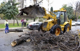 Devrilen ağaç lüks otomobili hurdaya çevirdi