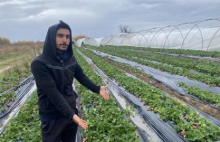 Fırtına sonrası geldiği serasını yerinde bulamadı
