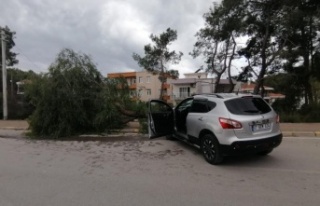 Kontrolden çıkan araç kaldırımdaki ağacı yerinden...