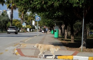 Rektörden, kampüs içinde başıboş köpek isyanı