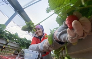 Topraksız çilekte yurt dışı taleplere yetişilemiyor