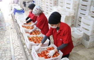 İşlem gören domates miktarı geçen yılın aynı...