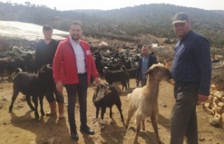 Antalya'da çobanlardan Kızılay'a 10 küçükbaş...