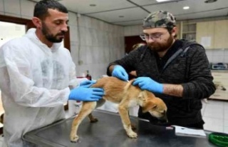 Enkazdan kurtarılan 12 köpek, Antalya'da tedaviye...