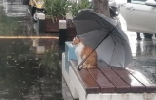 Yağmurda ıslanmasın diye şemsiyesini kedinin üzerine...