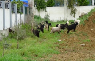 Koyun ve keçi sürüleri villaların bahçelerini...