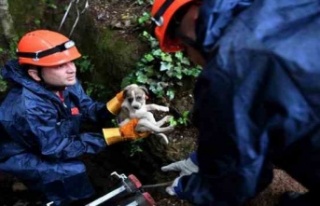 5 metrelik çukurda mahsur kalan yavru köpek kurtarıldı