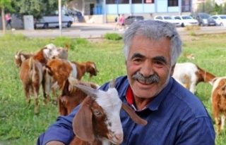 Antalya'nın lüks keçileri, turistleri ve vatandaşları...