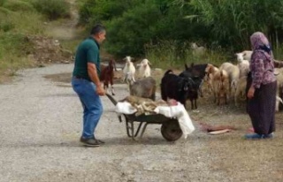 Başıboş pitbullar koyun ağılına saldırdı