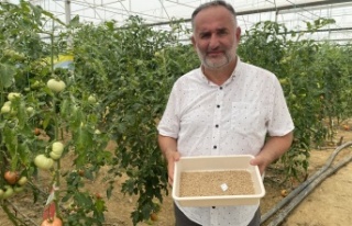 7 türde 50 çeşit tohumu 16 ülkeye ihraç ediyor