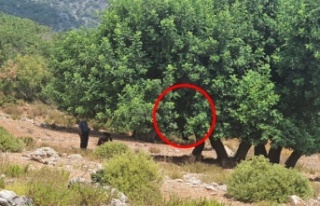 Alanya’da kendini ağaca asıp intihar etti