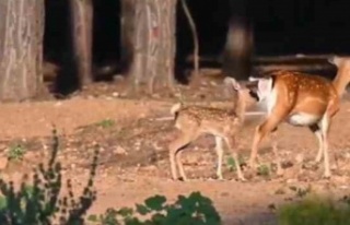 Antalya'da 2023 yılının ilk alageyik yavruları...