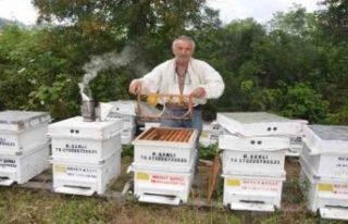 Antalya'da arı kovanlarının yeni adresi bin...