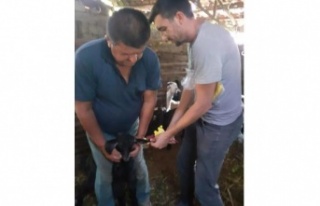 Bayram öncesi hayvanlarda aşı çalışması ve...