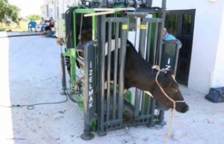 Büyükşehir'in hayvancılığa desteği sürüyor