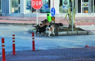 Gazipaşa'da vatandaşlar başıboş köpeklerden...