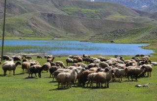 Havalar ısındı, yörüklerin Toroslara göçü...