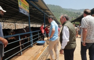 Kaymakam Ürkmezer hayvan satış pazarını ziyaret...