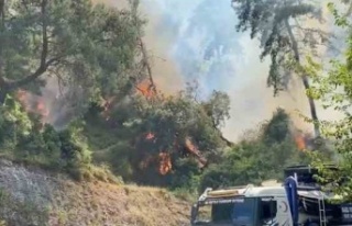 Konteyner yangını ormanlık alana sıçradı