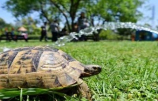 Site bahçesine giren kaplumbağa ekipleri alarma...