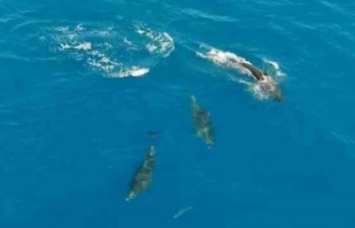 Yunusların avlarını yakalama anı dron ile saniye...