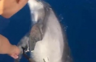 Antalya açıklarında ölü yunus bulundu