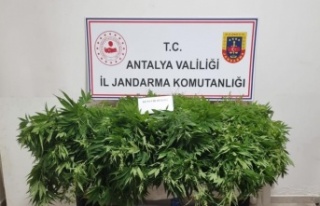 Antalya'da 248 kök kenevir bitkisinin ve 33...