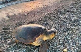 Caretta Carettalar yumurtlamak için Koru sahiline...