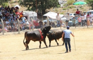 Demir telleri aşan boğalar seyircilerin arasına...