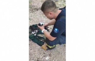 Dumandan etkilenen yavru kediyi kalp masajı ve suni...