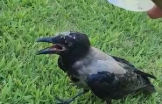 El Nino sıcakları hayvanları da etkiledi, imdatlarına...