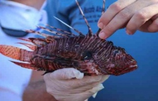 Mutfakların yeni lezzeti Aslan Balığı olacak