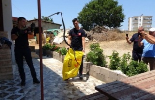 Ormanlar yanınca gölge alan bulamayan yılanlar...