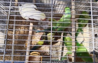 Pazar yerinde satışa çıkarılan 17 adet sultan...